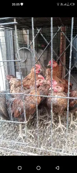 Jual ayam ketawa asli durasi jantan usia 3 bln super murah