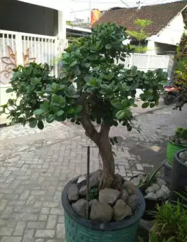Tanaman Bonsai Cantik