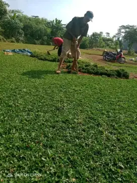 Jual rumput gajah mini