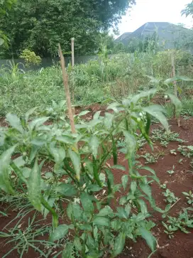 bibit cabe rawit setan