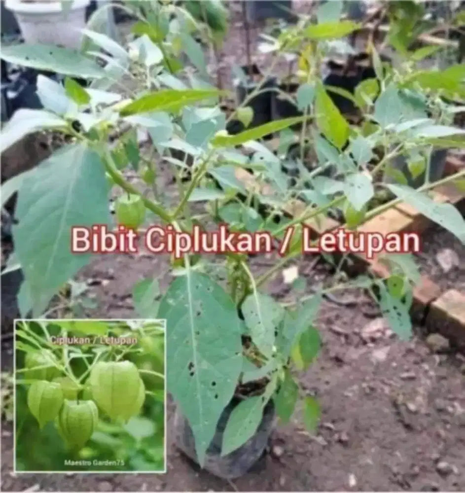 Pohon Ciplukan / Letupan Sudah Berbuah