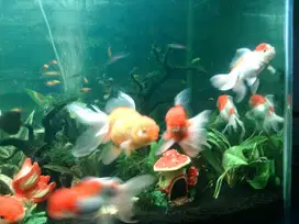 Mas koki oranda indukan