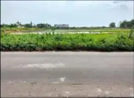 Di jual sawah darat Rajeg Tangerang kabupaten