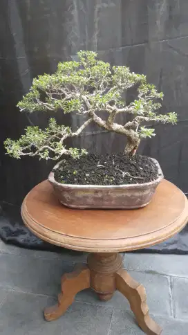 Bonsai santigi msh proses