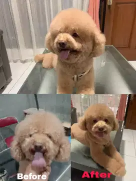 Grooming kucing dan anjing panggilan kerumah