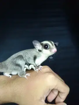 Sugar glider classic grey