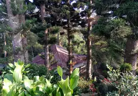 Dijual Villa Puncak Cipanas Cipendawa  Bernuansa Alam