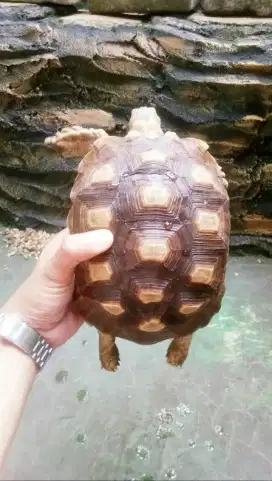 Sulcata Betina (21 cm)