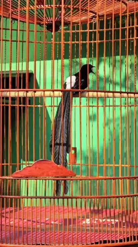 Burung Murai Batu Ekor Panjang Balak Lite PE32cm Pastol Gacor Burja