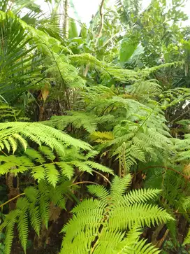 Pohon pakis monyet tinggi 1mtr-5mtr
