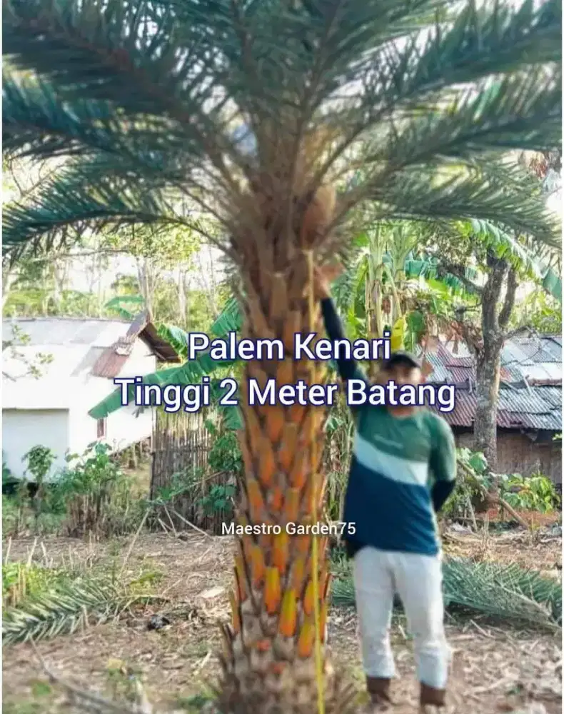 Palem Kenari Tinggi Batang 2 Meter an