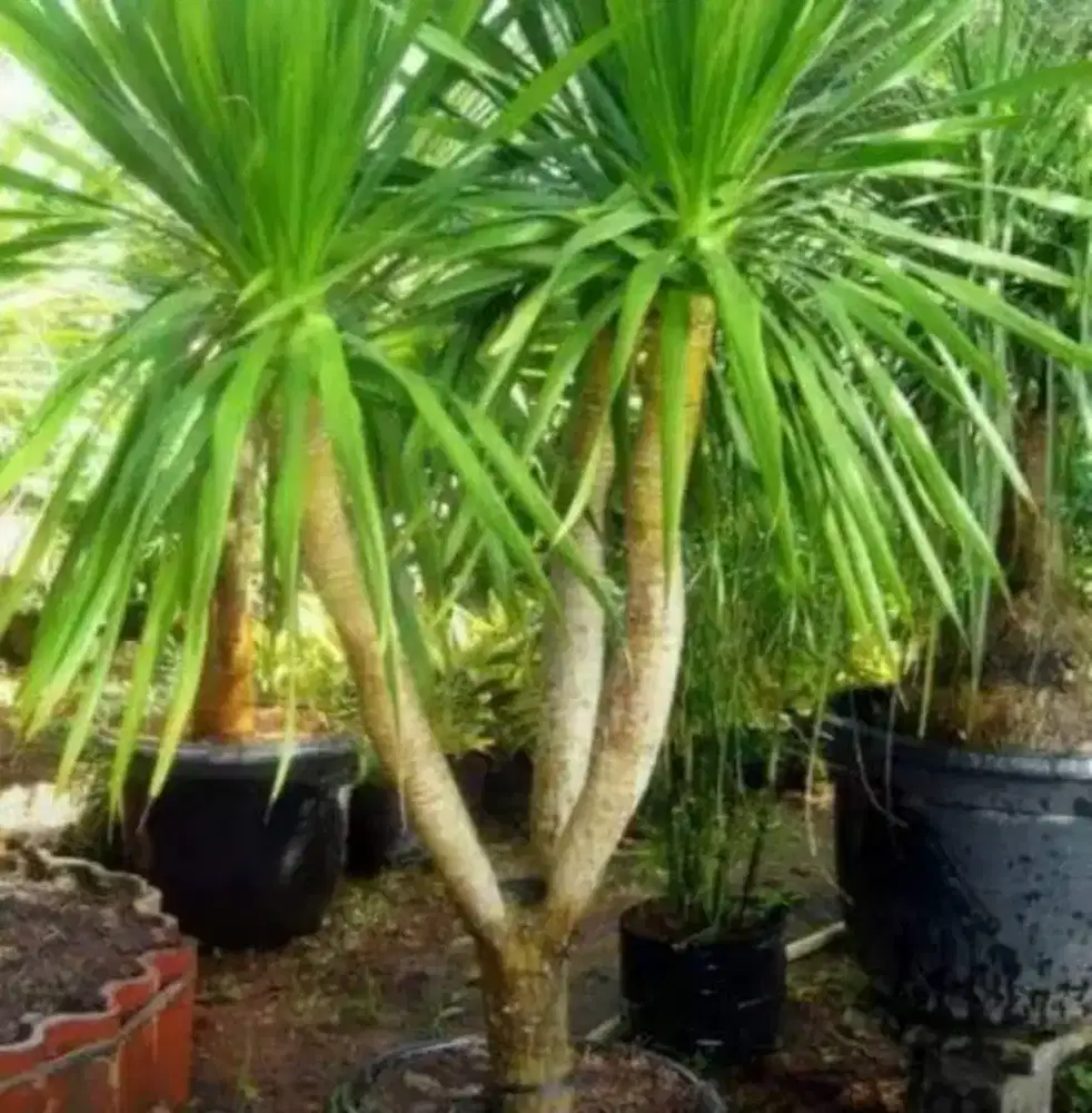 Pandan Bali Tinggi Batang 1,5 Meter an