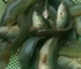 Jual ikan betok atau papuyu sungai