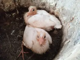 Burung merpati pos