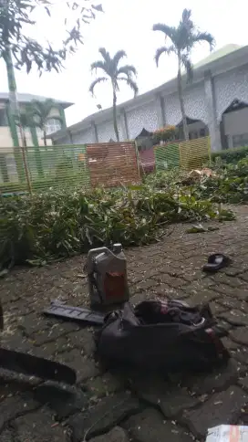 Jasa tebang pohon