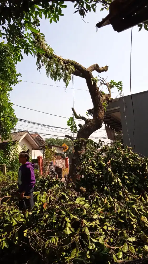 jasa penebangan pohon