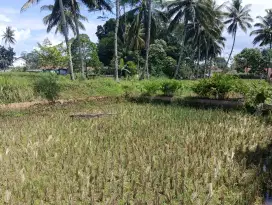 DIJUAL SAWAH di TASIKMALAYA