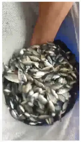 Bibit unggul kekar Ikan Nila hitam uk 5-7 bak sortir