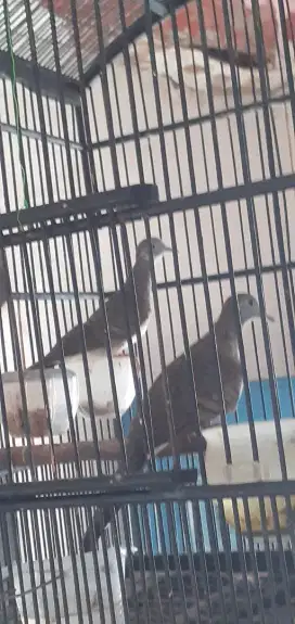 Burung perkutut bangkok silangan ada 2 ekor suara enak