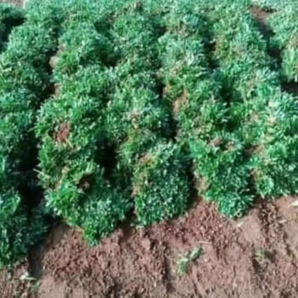 Menjual rumput gajah mini siap kirim