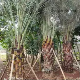 Pohon korma azwa dll