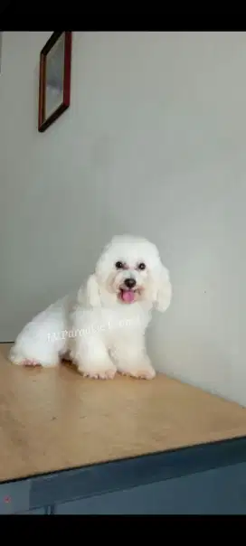 Terima pacak white toy poodle