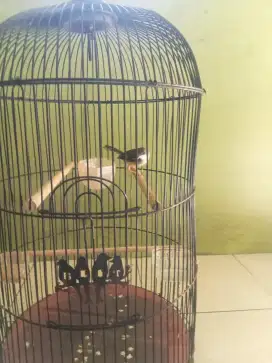 Jual burung cisen