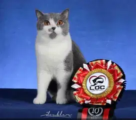 4 ekor kucing British shorthair Hamil , BSH , British short hair