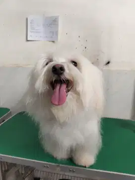 LOWONGAN KERJA HELPER / GROOMERS PETSHOP