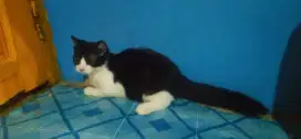 Kucing Persia // scottish straight (Exotic)