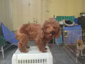 Pejantan Poodle