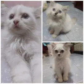 Kucing kitten midoll ragdoll betina