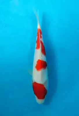 ikan koi kohaku