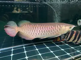 Ikan arwana golden red HB jumbo