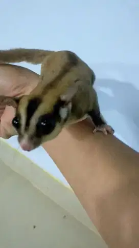 DIJUAL SUGAR GLIDER CLASSIC GREY JANTAN