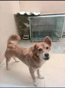 Dijual Anjing mix pom dan maltese warna coklat tua