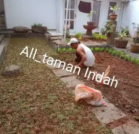 Pasangan rumput gajah mini atau pasang taman