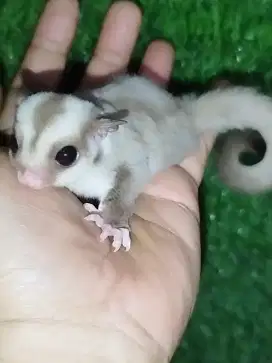 Sugar Glider Caramel Jantan