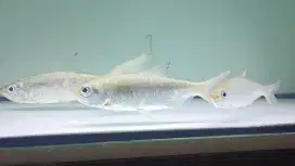 Ikan predator Tarpon full air tawar