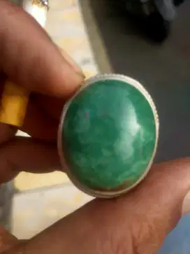 Pirus Persia jumbo