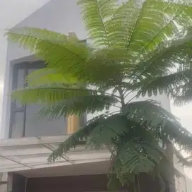 rumah baru disewakan murah di cilodong