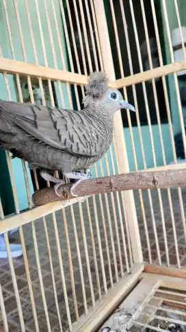 Perkutut lokal leher kalung jambul Mojopahit, pancuran emas