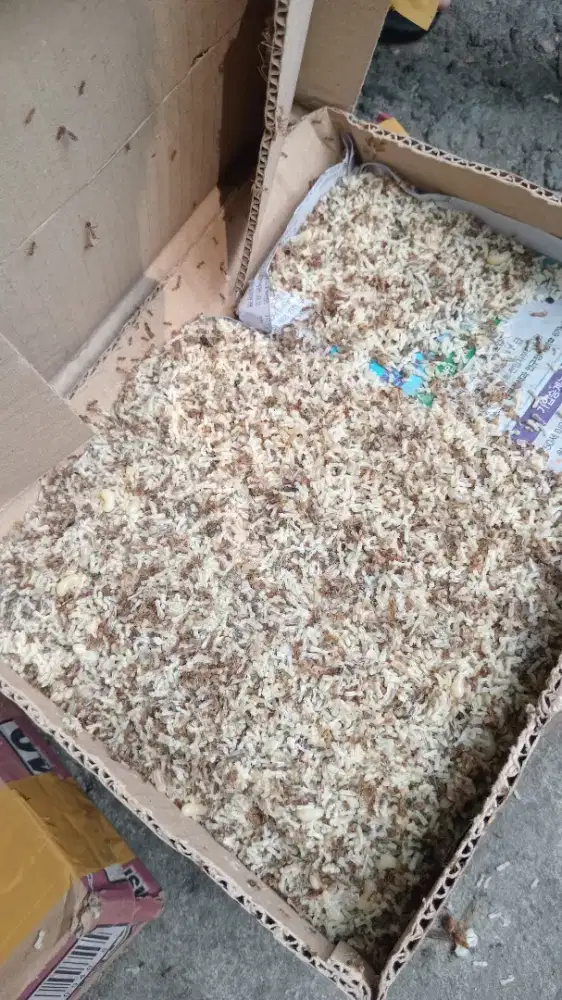 Kroto Umpan Pancing/Burung