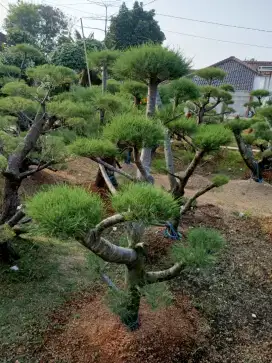 Bonsai cemara udang + tanam