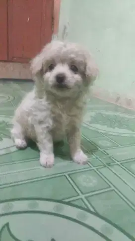 Anakan poodle dgn minipom