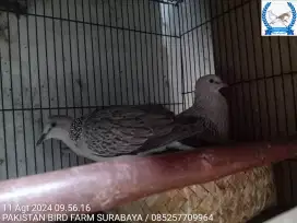 Burung derkuku warna leopary silver x silver kh induan