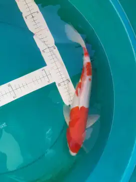 Ikan koi Kohaku step simple 39cm