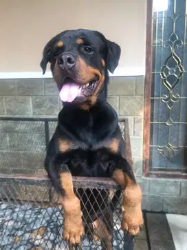 Rottweiler (mix. Import Ukraina)