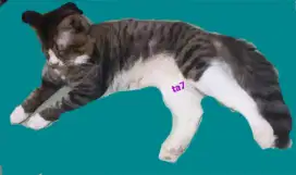 Kucing jantan persmed bigbon