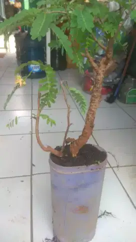 Asem jawa mini berbunga